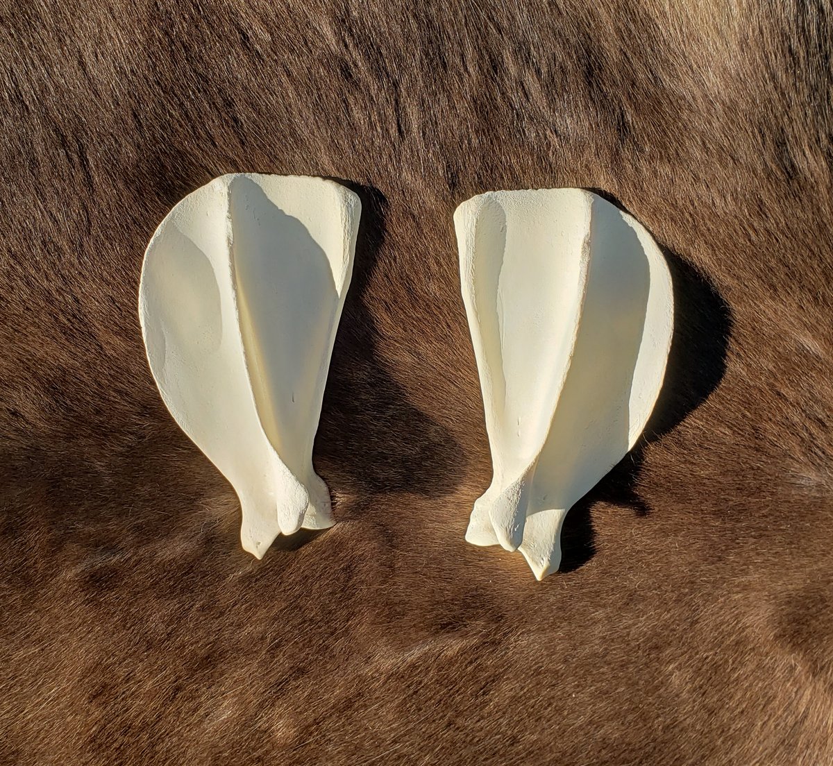 Image of Grey Wolf Scapula Bones