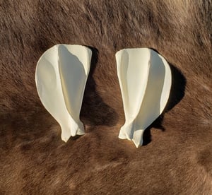 Image of Grey Wolf Scapula Bones