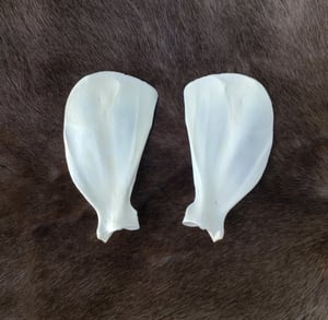 Image of Grey Wolf Scapula Bones