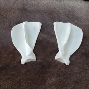 Image of Grey Wolf Scapula Bones
