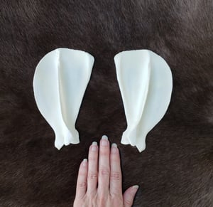 Image of Grey Wolf Scapula Bones