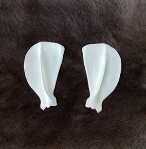 Image of Grey Wolf Scapula Bones