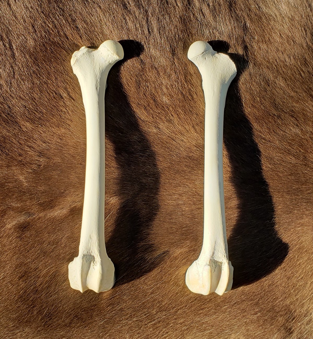 Image of Grey Wolf Femur Bones