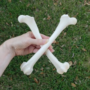 Image of Grey Wolf Femur Bones
