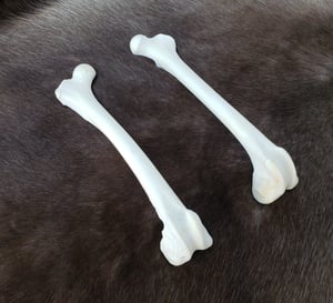 Image of Grey Wolf Femur Bones