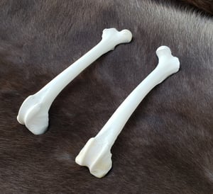 Image of Grey Wolf Femur Bones