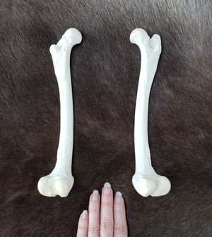 Image of Grey Wolf Femur Bones