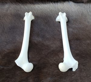 Image of Grey Wolf Femur Bones