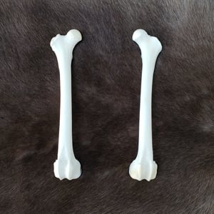 Image of Grey Wolf Femur Bones
