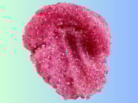 Image 3 of Neon Pink Crunch