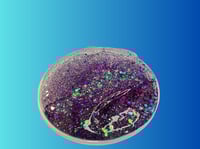 Image 1 of Dwarf Star