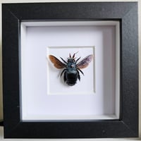 Framed - Blue Carpenter Bee III