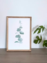 Image 3 of Eucalyptus
