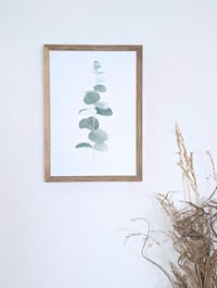 Image 2 of Eucalyptus