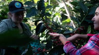 Image 3 of La Paz - Honduras BIO | FILTRE & ESPRESSO