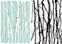 Image 1 of Vines
