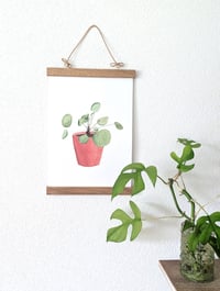 Image 2 of Pilea