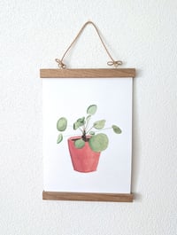 Image 3 of Pilea