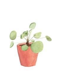 Image 1 of Pilea