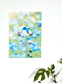 Image 2 of Blue Garden