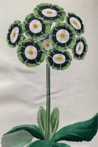 Image 4 of In Your Garden Again Vita Sackville-West