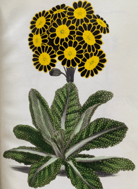 Image 6 of In Your Garden Again Vita Sackville-West