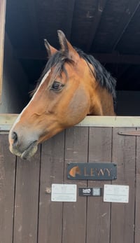 Image 5 of Black Hello Horse Stable Plate – Includes Lifetime Subscription