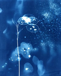 Image 1 of Honesty 01