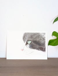 Image 2 of Cat's Focus