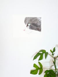 Image 3 of Cat's Focus
