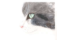 Image 1 of Cat's Focus