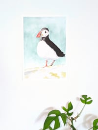 Image 3 of Puffin