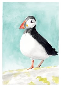 Image 1 of Puffin