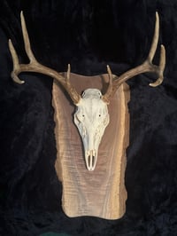 Image 1 of European Mount Plaques 