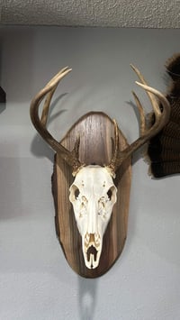 Image 4 of European Mount Plaques 