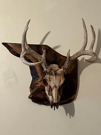 Image 5 of European Mount Plaques 