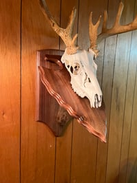 Image 4 of Arrowhead European Mount Plaque