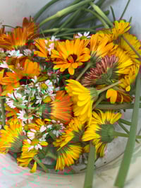 New Client Consultation + 1 Followup