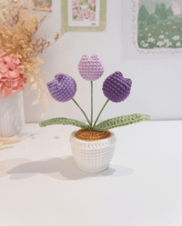 Image 1 of Purple Chubby Tulips Pot
