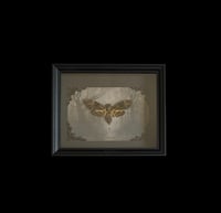 Image 1 of Acheronita atropos - 20x25cm