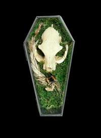 Image 1 of Hummel & künstlicher Schädel in Glassarg