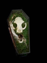 Image 2 of Hummel & künstlicher Schädel in Glassarg