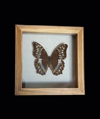 Image 2 of Junonia atlites - 15x15cm
