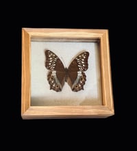 Image 1 of Junonia atlites - 15x15cm