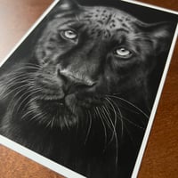 Image 3 of “Midnight majesty” mini matted fine art print