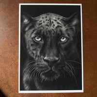 Image 4 of “Midnight majesty” mini matted fine art print