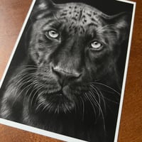 Image 5 of “Midnight majesty” mini matted fine art print