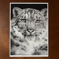 Image 3 of “Snow royal” mini matted fine art print 