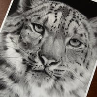 Image 5 of “Snow royal” mini matted fine art print 