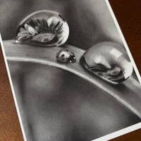 Image 3 of “Morning gems” mini matted fine art prints 